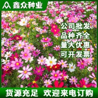 波斯菊种子