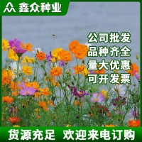 野花组合种子