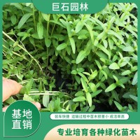 千屈菜批发