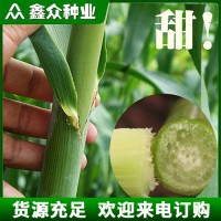 高丹王牧草