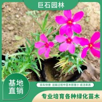 芝樱苗木