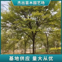 10公分榉树批发