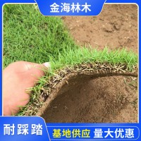 马尼拉草皮卷基地