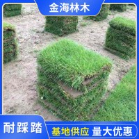 马尼拉草皮卷基地直销