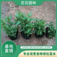 千屈菜厂家