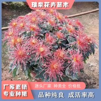 品种菊花供应商