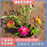 太阳花批发