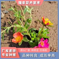 太阳花供应商