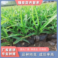 大花萱草供应商