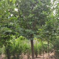 18公分玉兰树